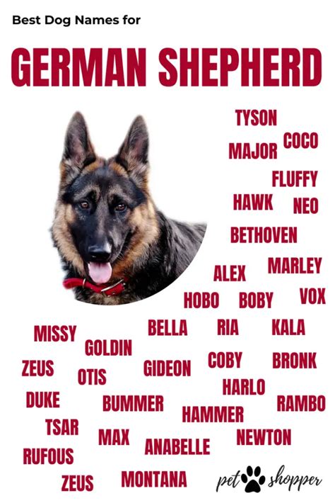 unusual german shepherd names|best 10 german shepherd names.